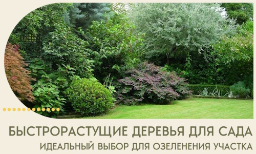 Быстрорастущие деревья для сада идеальный выбор в Светлограде