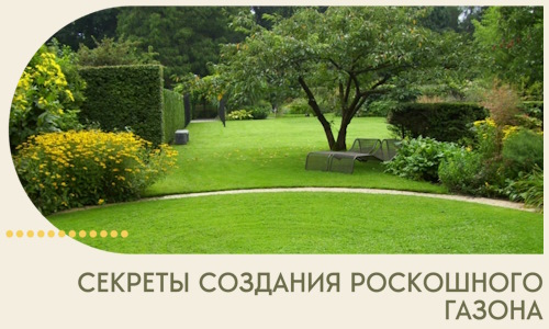 Секреты создания роскошного газона в Светлограде
